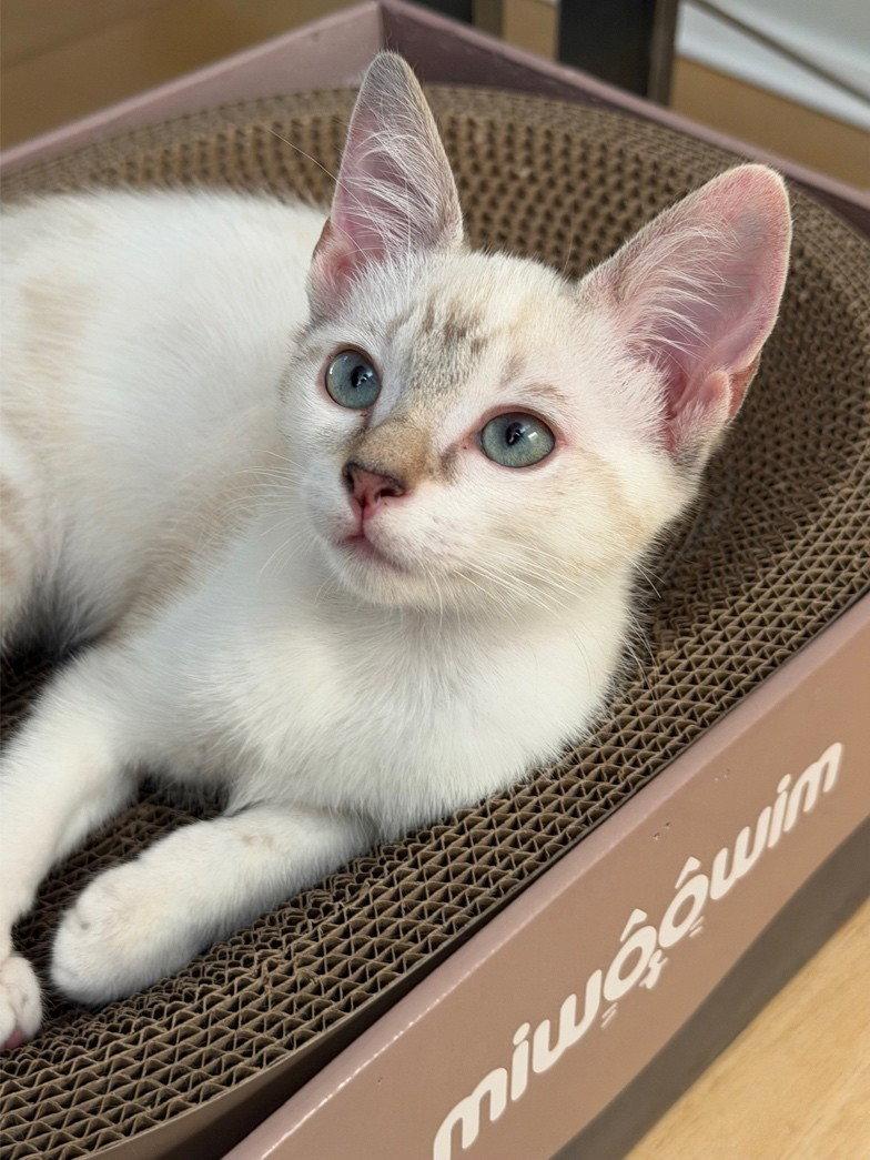 Pearl, Adopted, Kitten Female Siamese & Domestic Short Hair.