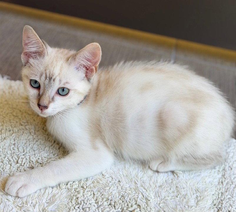 Enlarge Pearl, a Adopted mixed breed in Walnut Creek, CA image 2/3