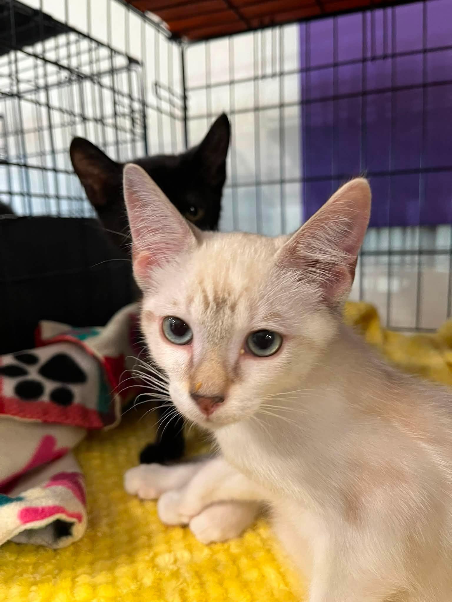 Enlarge Pearl, a Adopted mixed breed in Walnut Creek, CA image 3/3