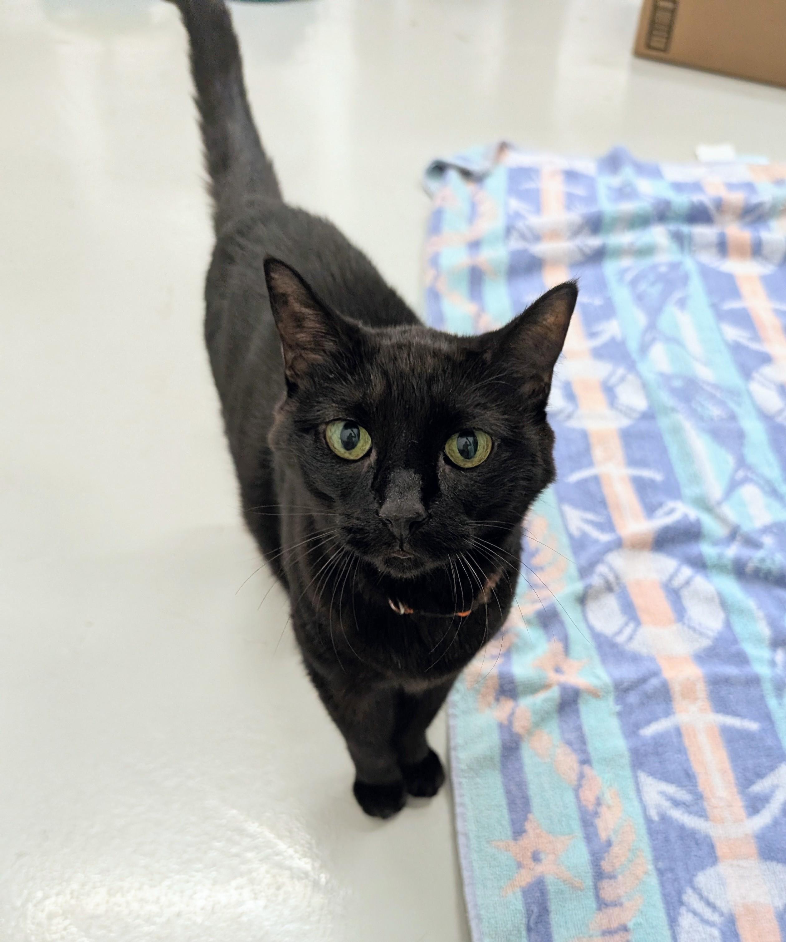 Enlarge Astra, a Adoptable mixed breed in West Palm Beach, FL image 4/6