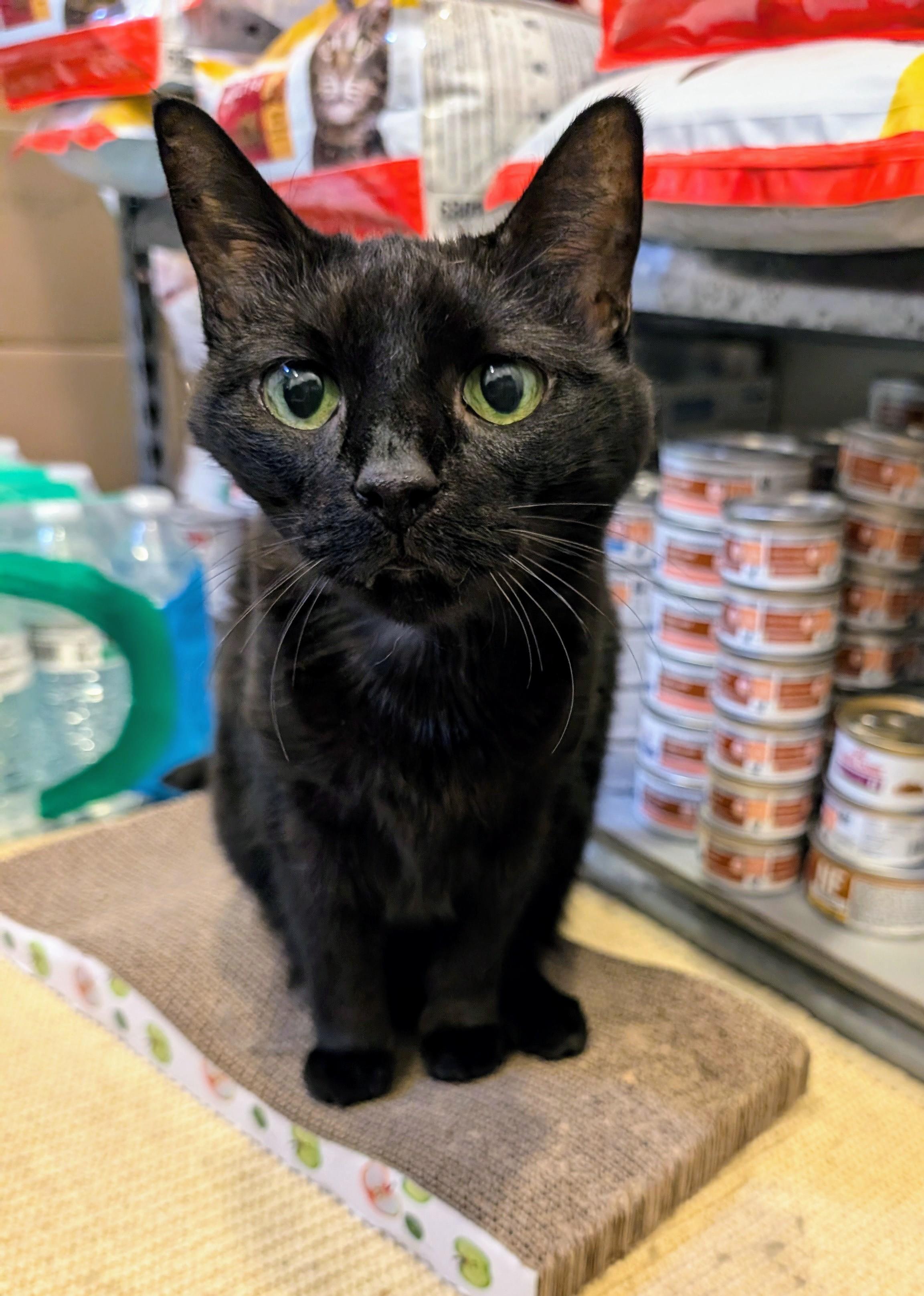 Astra, Adoptable, Senior Female American Shorthair & Domestic Short Hair.