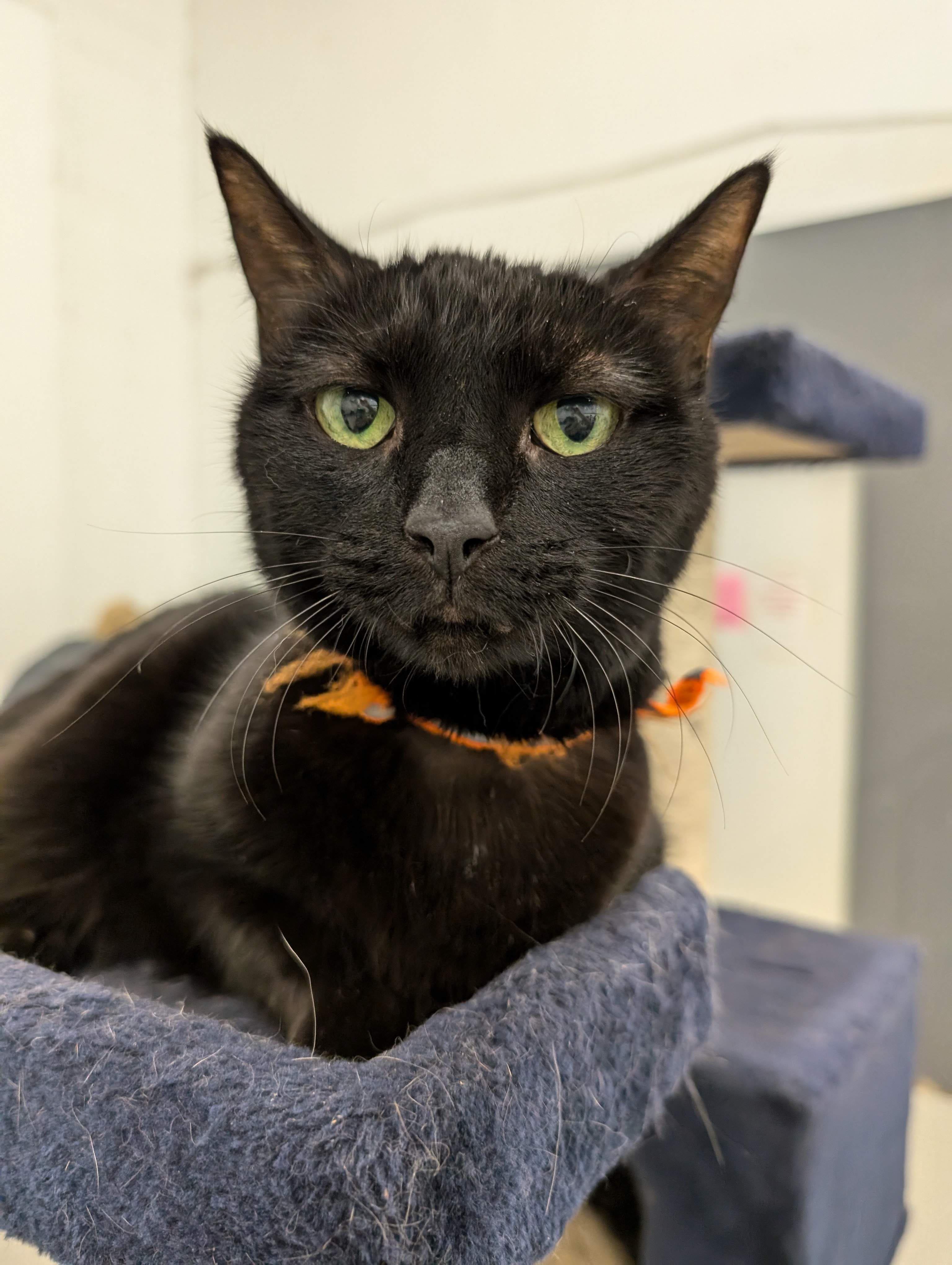 Enlarge Astra, a Adoptable mixed breed in West Palm Beach, FL image 6/6