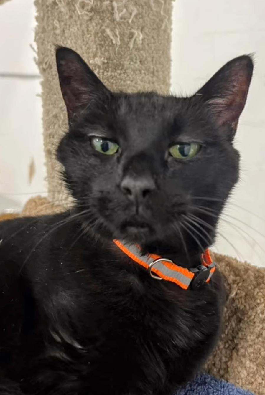 Enlarge Astra, a Adoptable mixed breed in West Palm Beach, FL image 3/6