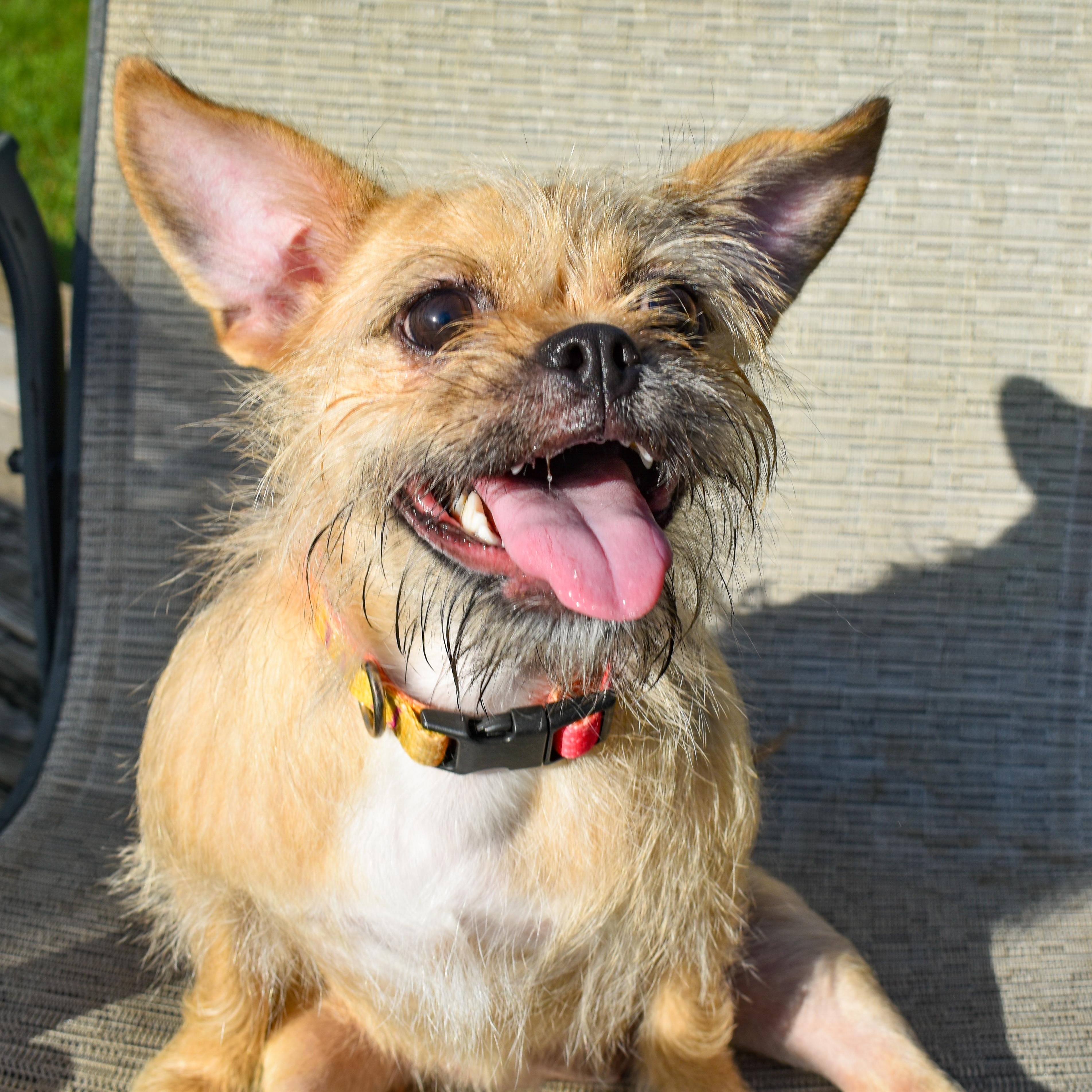 Quinn, a Adoptable mixed breed in Warren, RI image 2/5