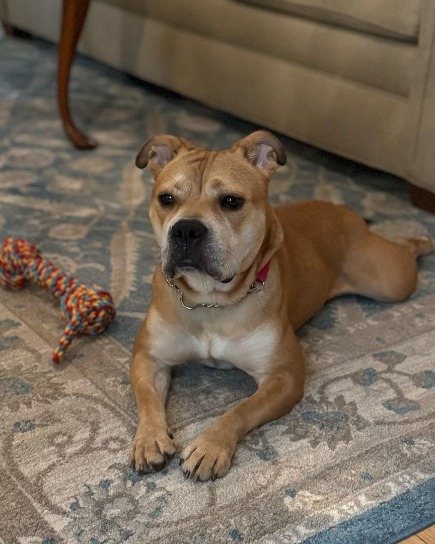 Molly, Adopted, Young Female American Bully.