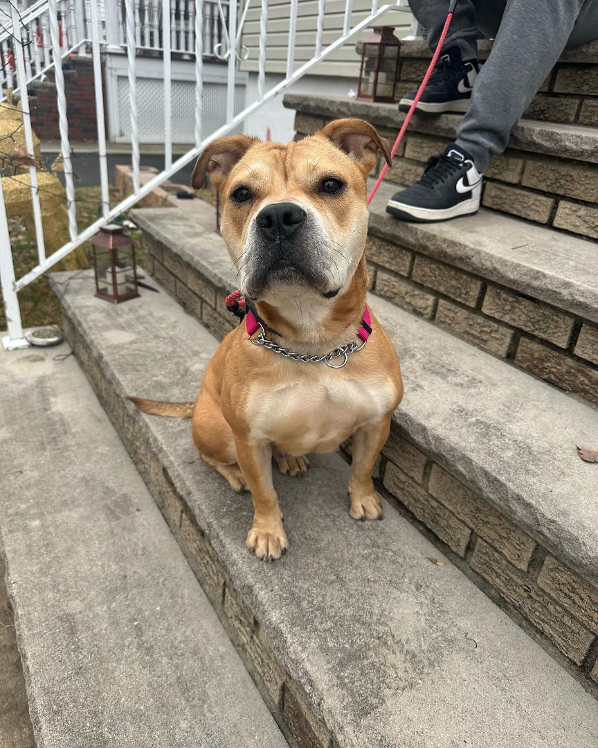 Enlarge Molly, a Adopted American Bully in Lyndhurst, NJ image 3/4