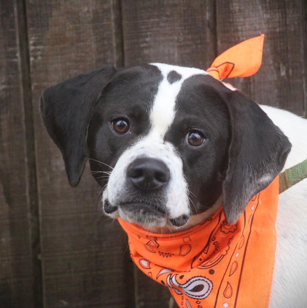 Emmie 25, Adoptable, Young Female Pointer.