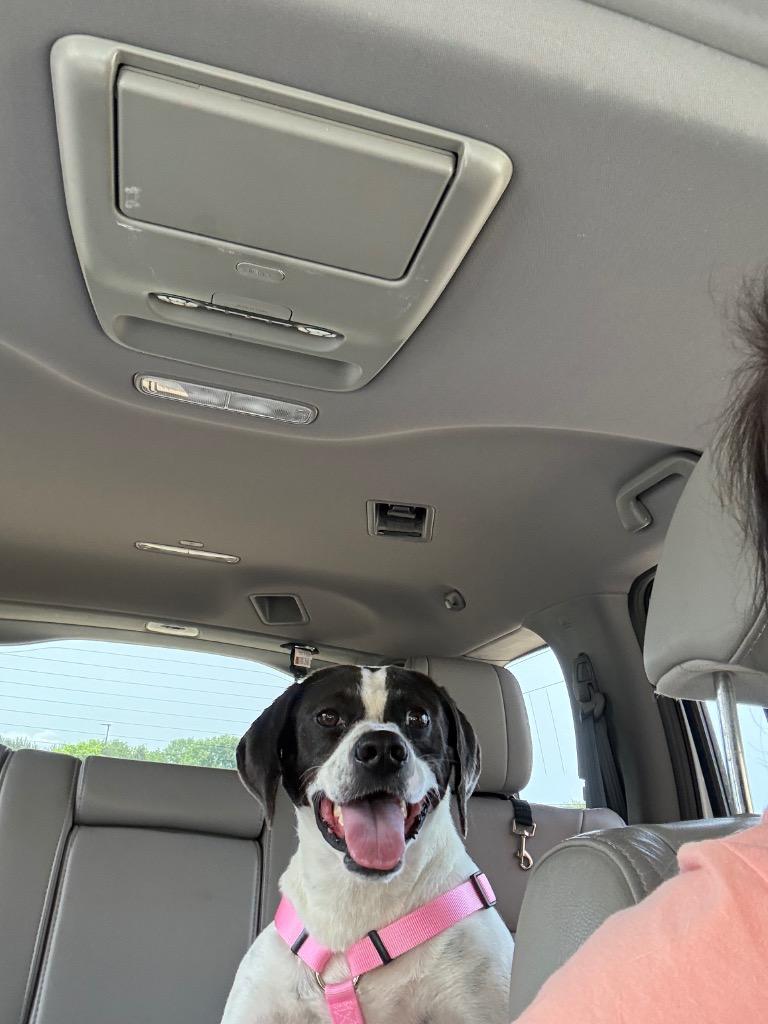 Emmie 25, a Adoptable mixed breed in Brookhaven, MS image 2/6