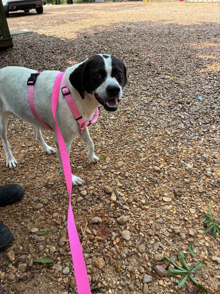 Emmie 25, a Adoptable mixed breed in Brookhaven, MS image 3/6