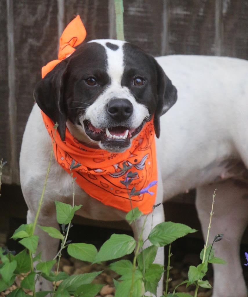 Emmie 25, a Adoptable mixed breed in Brookhaven, MS image 6/6