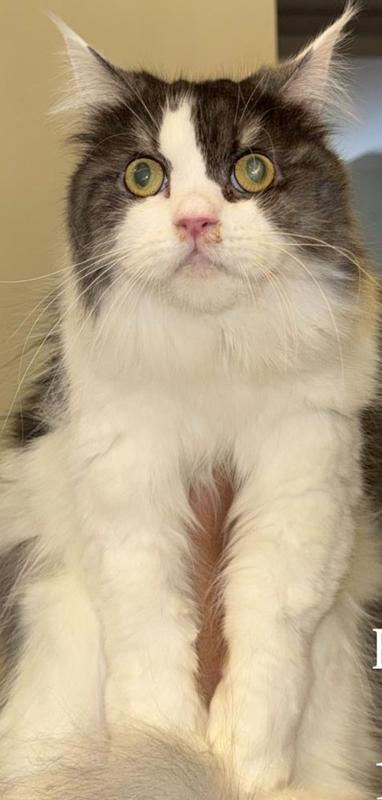 Bruce, Adoptable, Young Male Maine Coon.