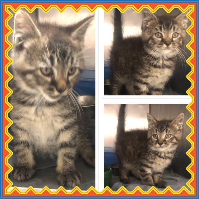 MELVIN, ADOPTABLE, Kitten Male Domestic Short Hair.