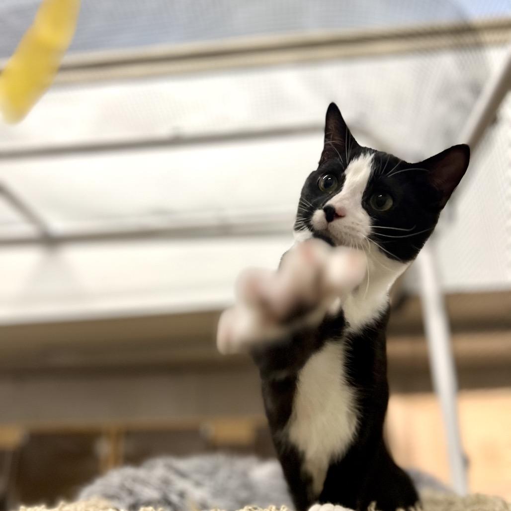 Enlarge Sylvester, a Adoptable Domestic Short Hair in Morgan Hill, CA image 1/6