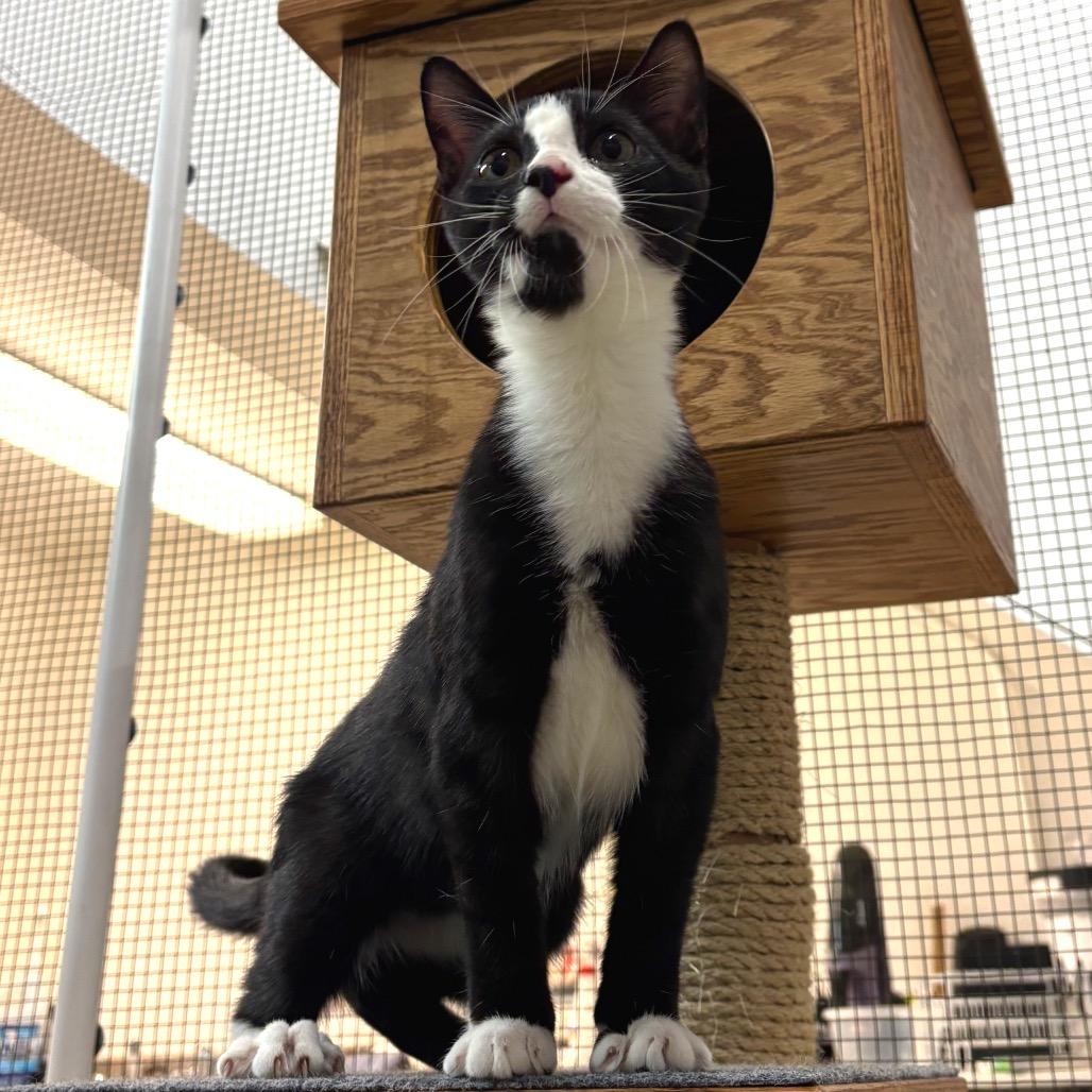 Enlarge Sylvester, a Adoptable Domestic Short Hair in Morgan Hill, CA image 6/6