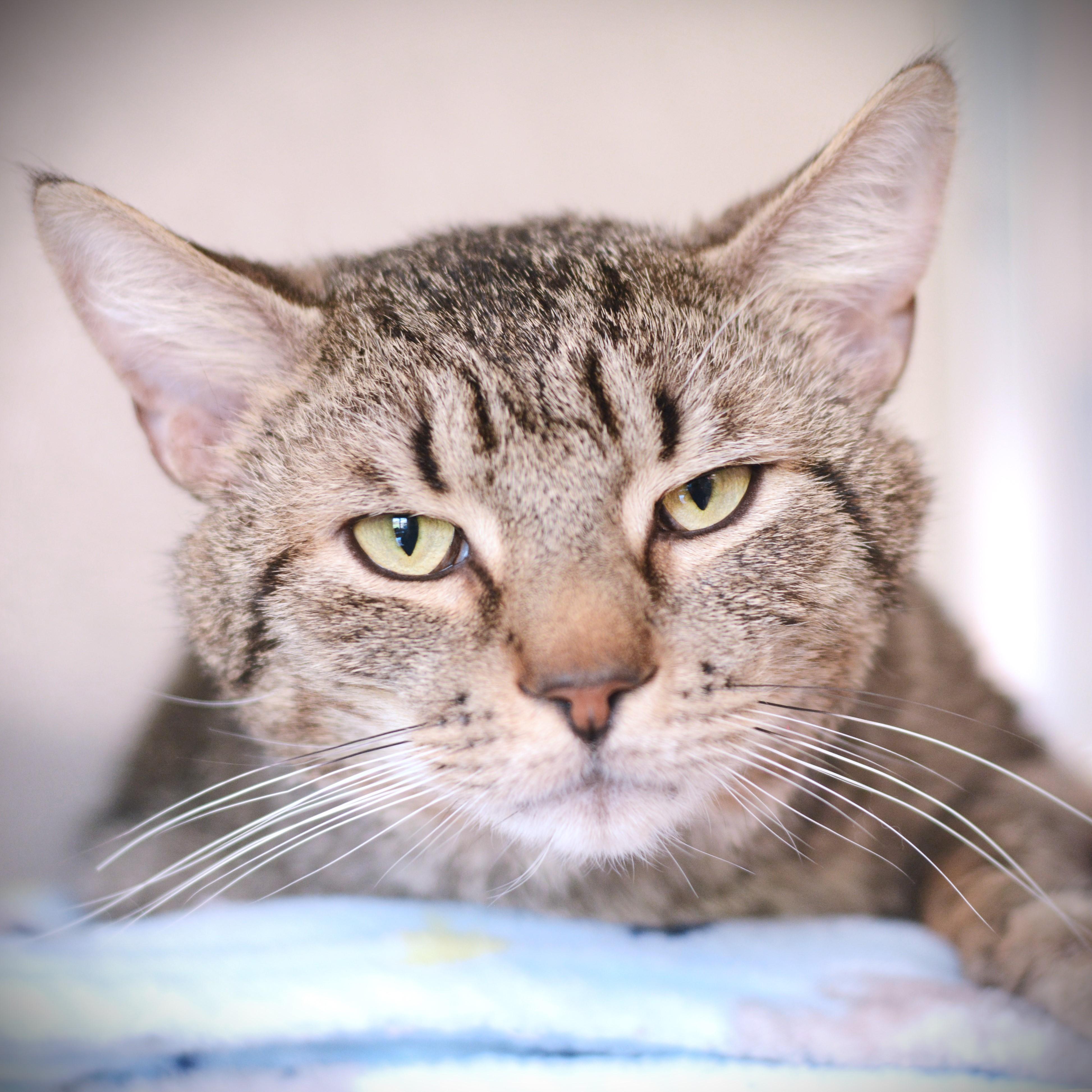 Eggy, a ADOPTABLE Domestic Short Hair in Amsterdam, NY image 3/4