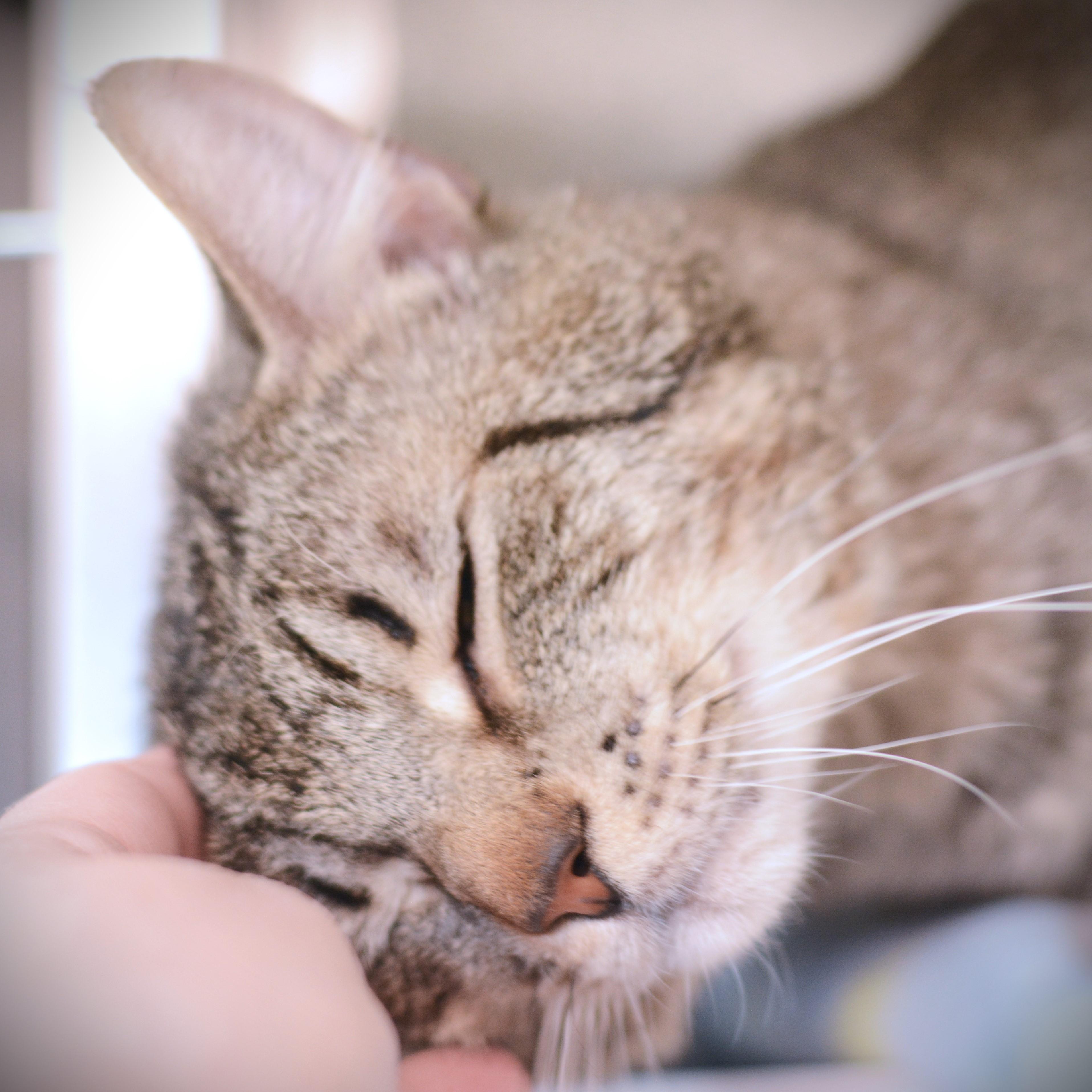 Eggy, a ADOPTABLE Domestic Short Hair in Amsterdam, NY image 2/4