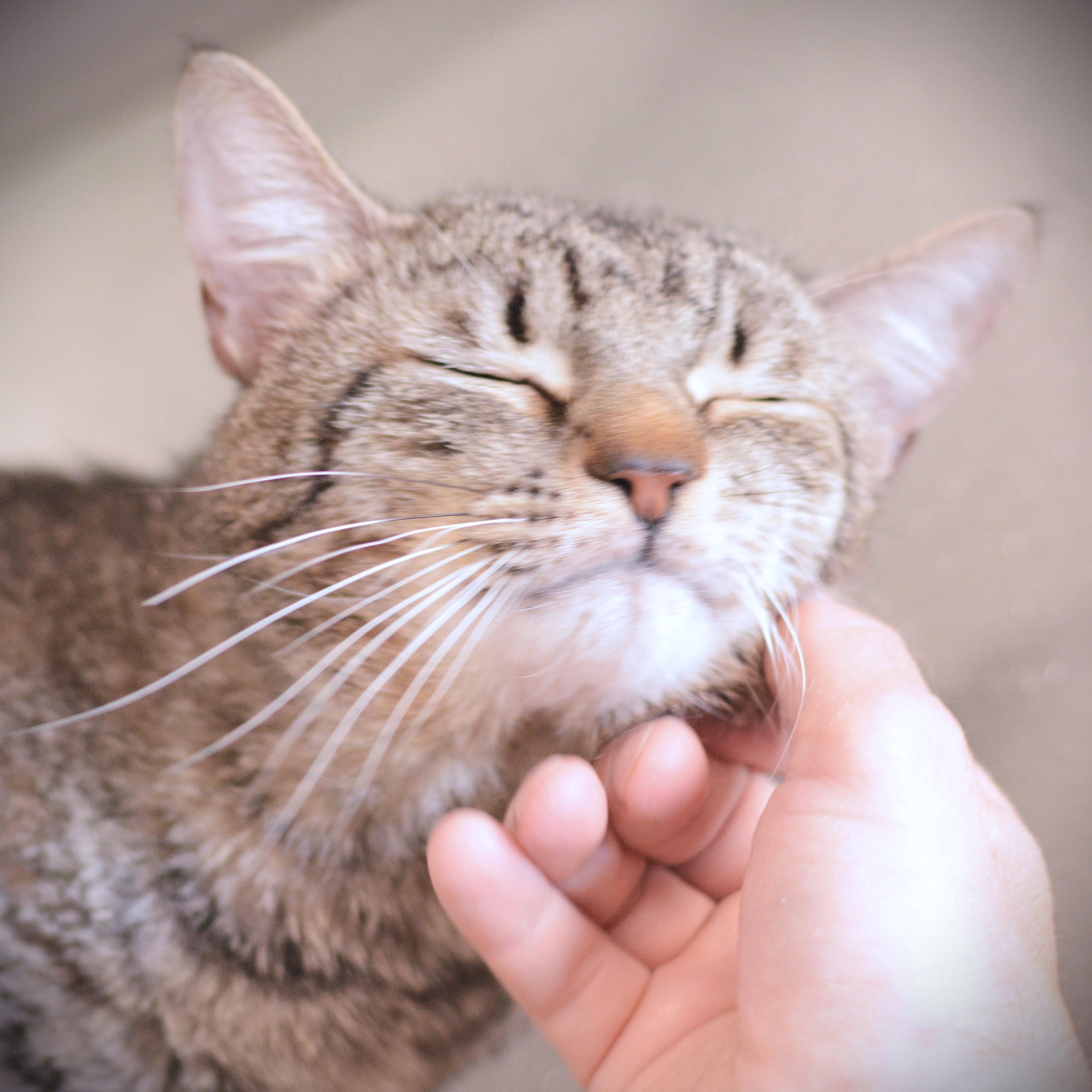 Eggy, a ADOPTABLE Domestic Short Hair in Amsterdam, NY image 1/4