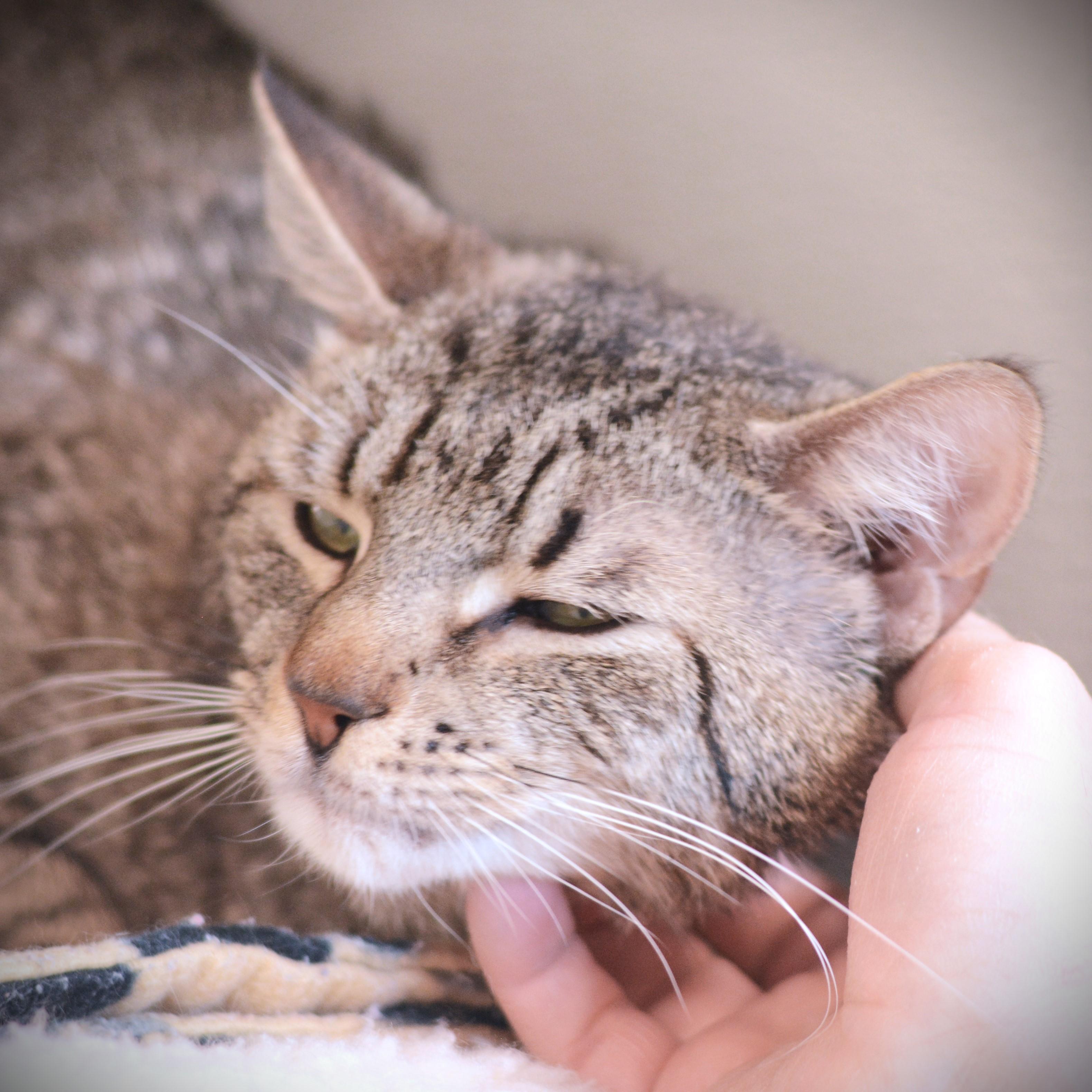 Eggy, a ADOPTABLE Domestic Short Hair in Amsterdam, NY image 4/4
