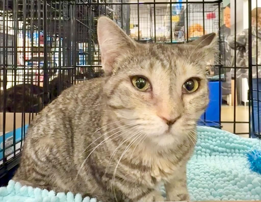 Ayla (Anya), Adoptable, Kitten Female Domestic Short Hair.