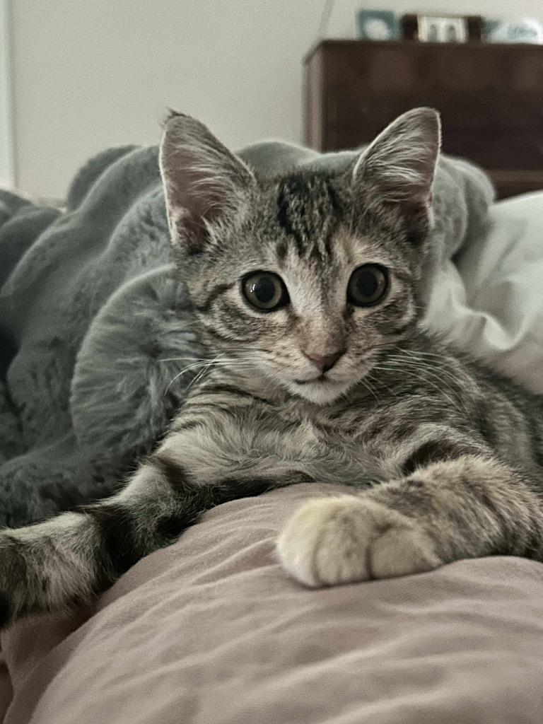 Enlarge Ayla (Anya), a Adoptable Domestic Short Hair in Augusta, GA image 1/2