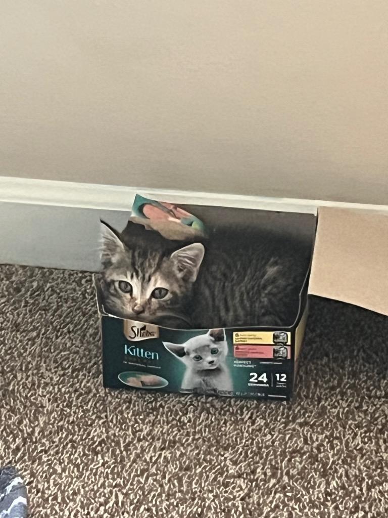 Enlarge Ayla (Anya), a Adoptable Domestic Short Hair in Augusta, GA image 2/2