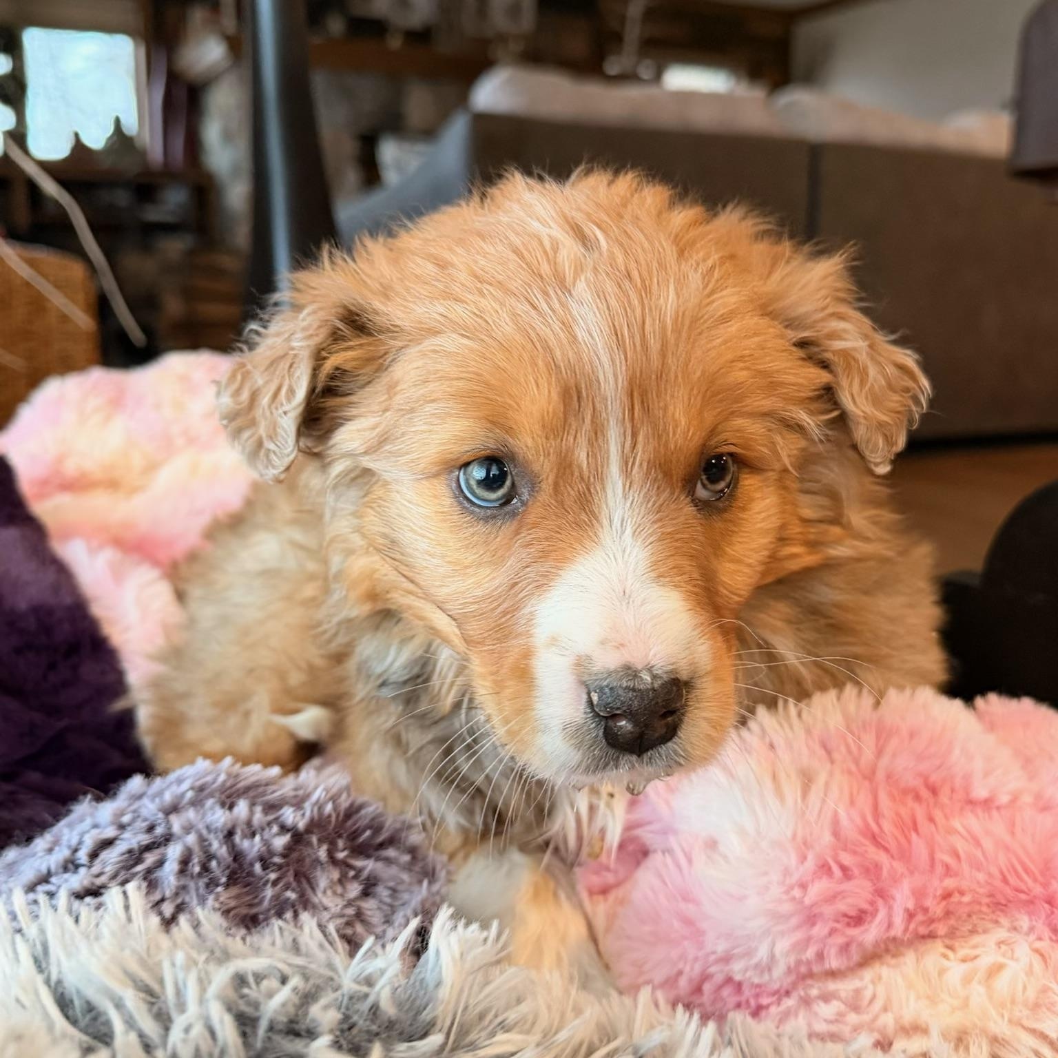 Ava, ADOPTABLE, Puppy Female Australian Shepherd.