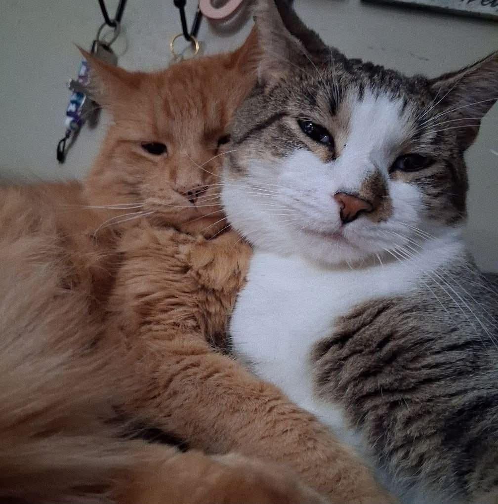 Sammy — thumbnail 2