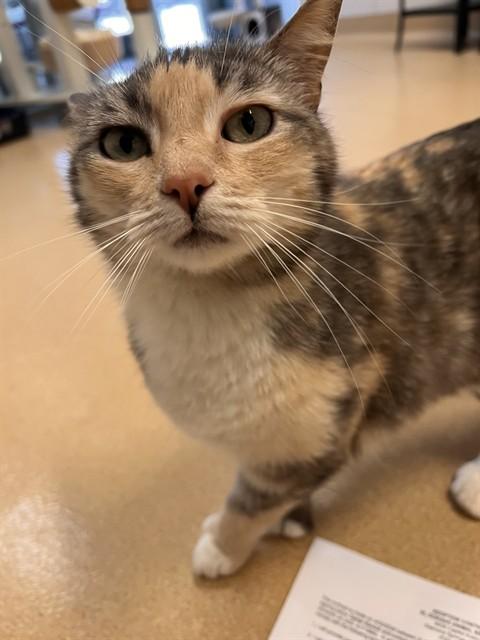 Enlarge PATCHES, a Adoptable Domestic Short Hair in South Lake Tahoe, CA image 1/1