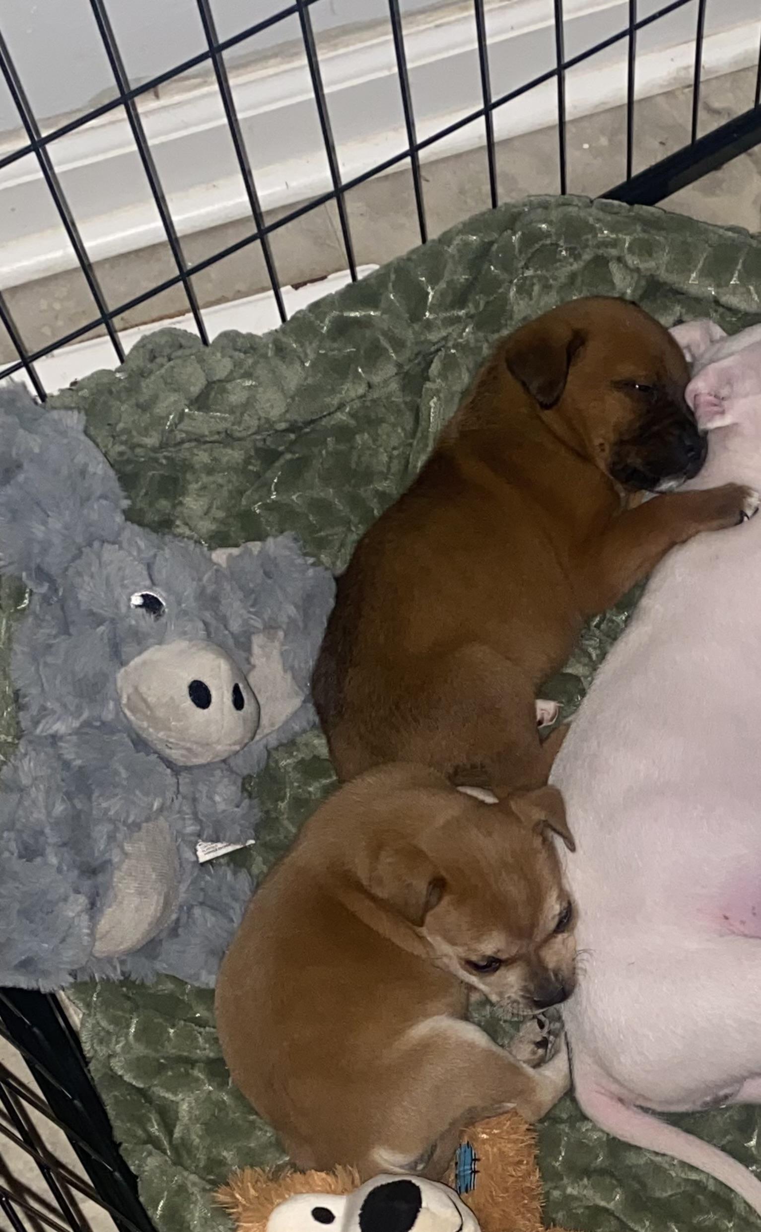 Enlarge Buddy, a Adoptable mixed breed in Kannapolis, NC image 2/2