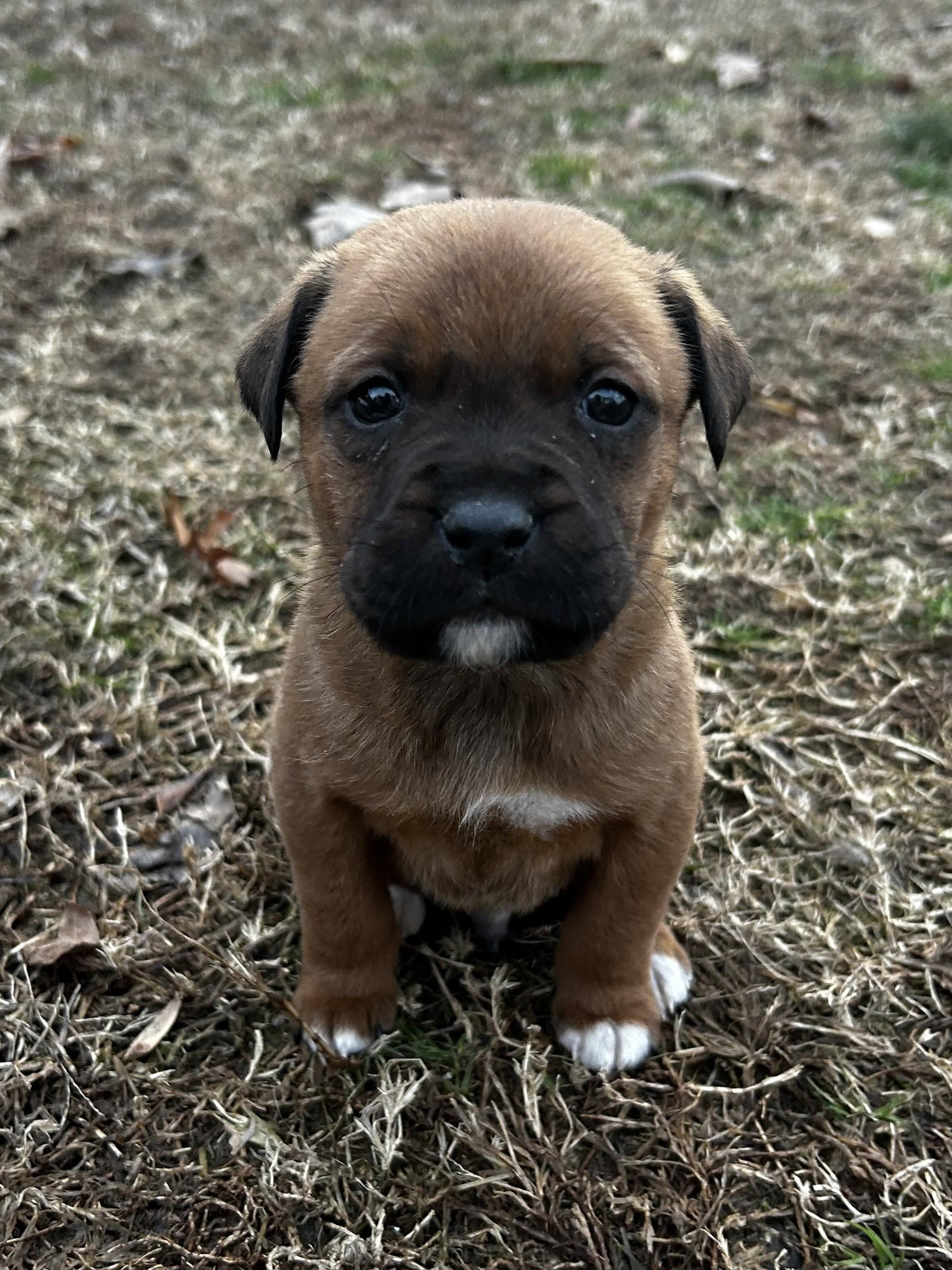 Enlarge Buddy, a Adoptable mixed breed in Kannapolis, NC image 1/2