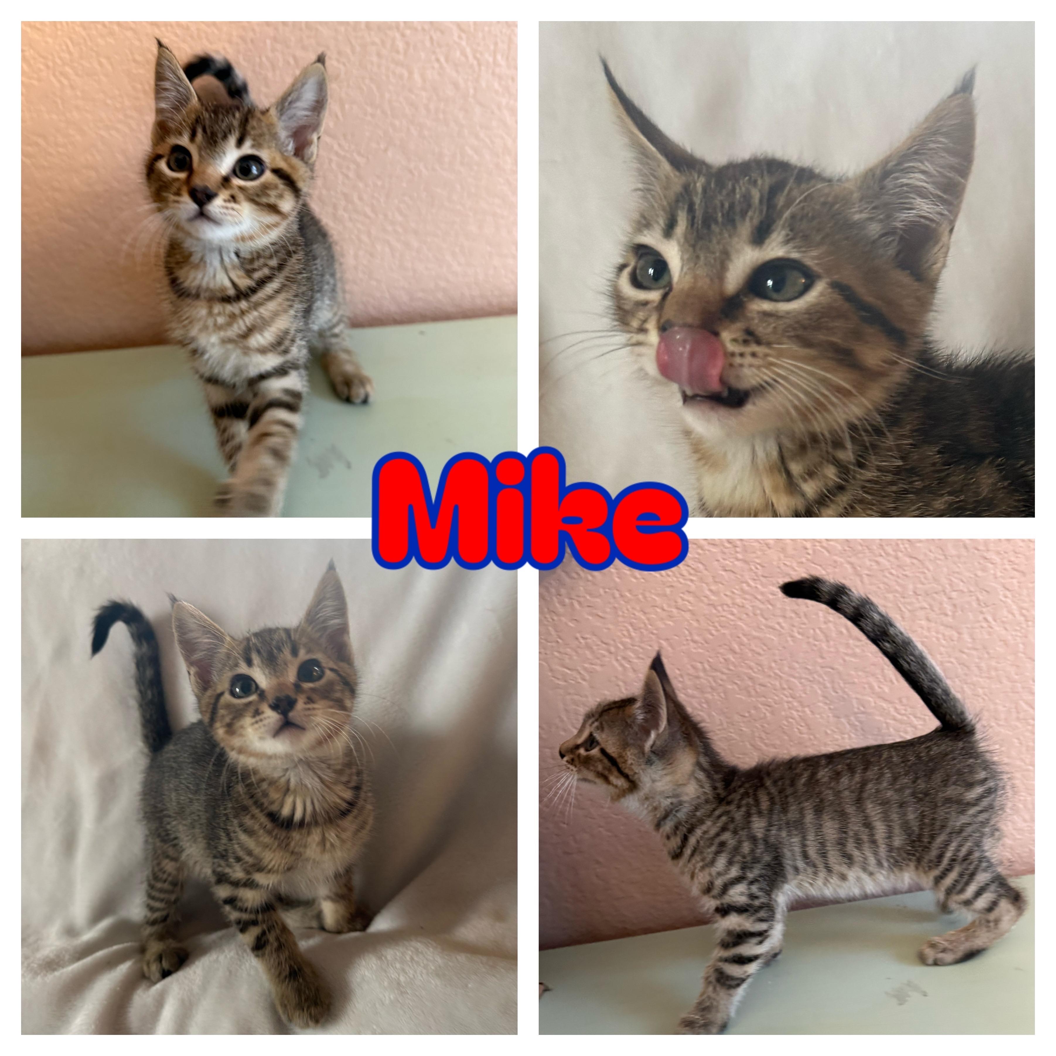 Mike, adopted, Kitten Male Domestic Short Hair.