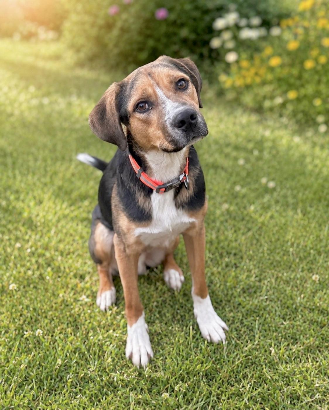 Daboo, Adoptable, Young Male Labrador Retriever & Hound.