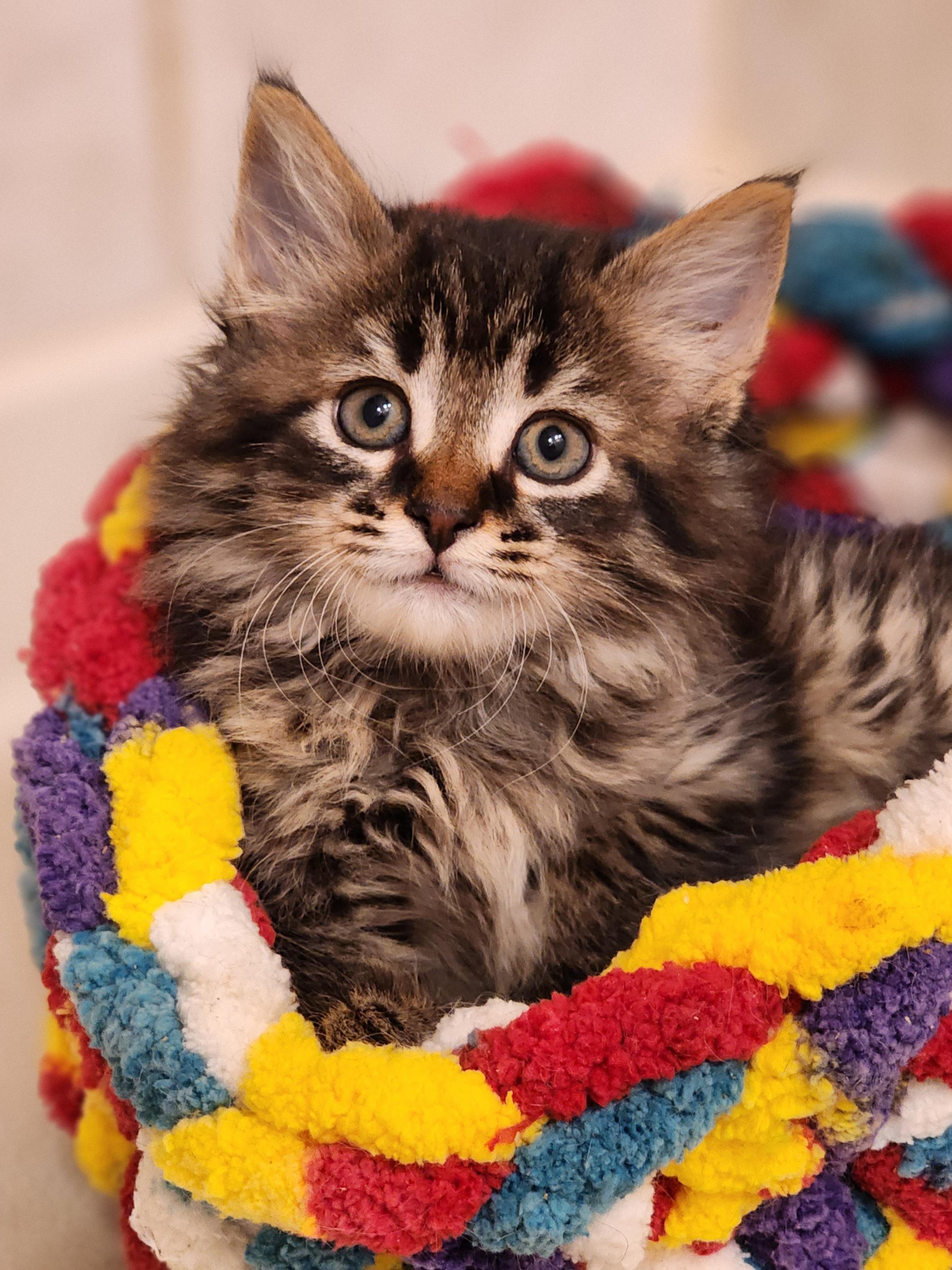 Belladonna, adopted, Kitten Female Domestic Long Hair.