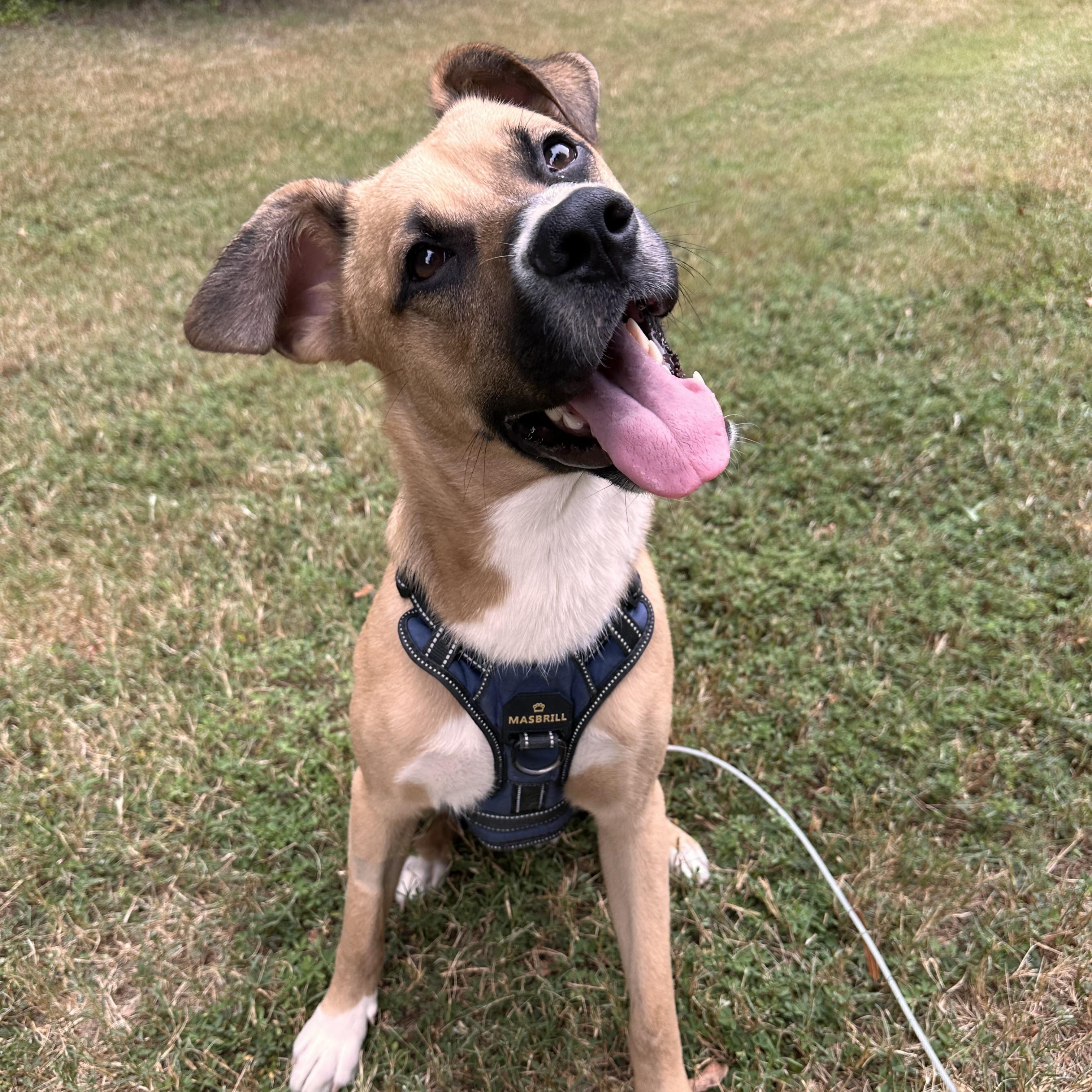 Cerberus/Cerb, Adoptable, Young Male German Shepherd Dog.