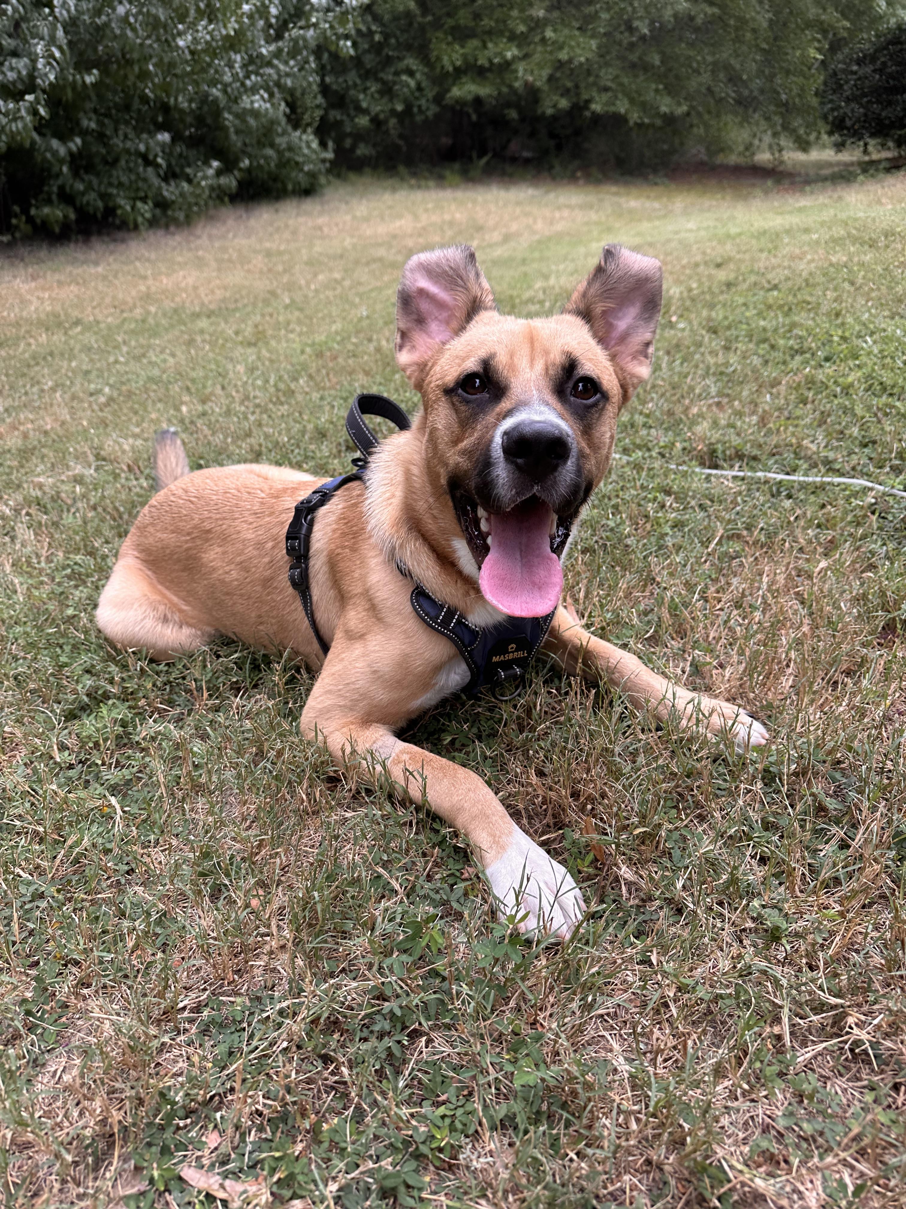 Cerberuscerb thumbnail 4