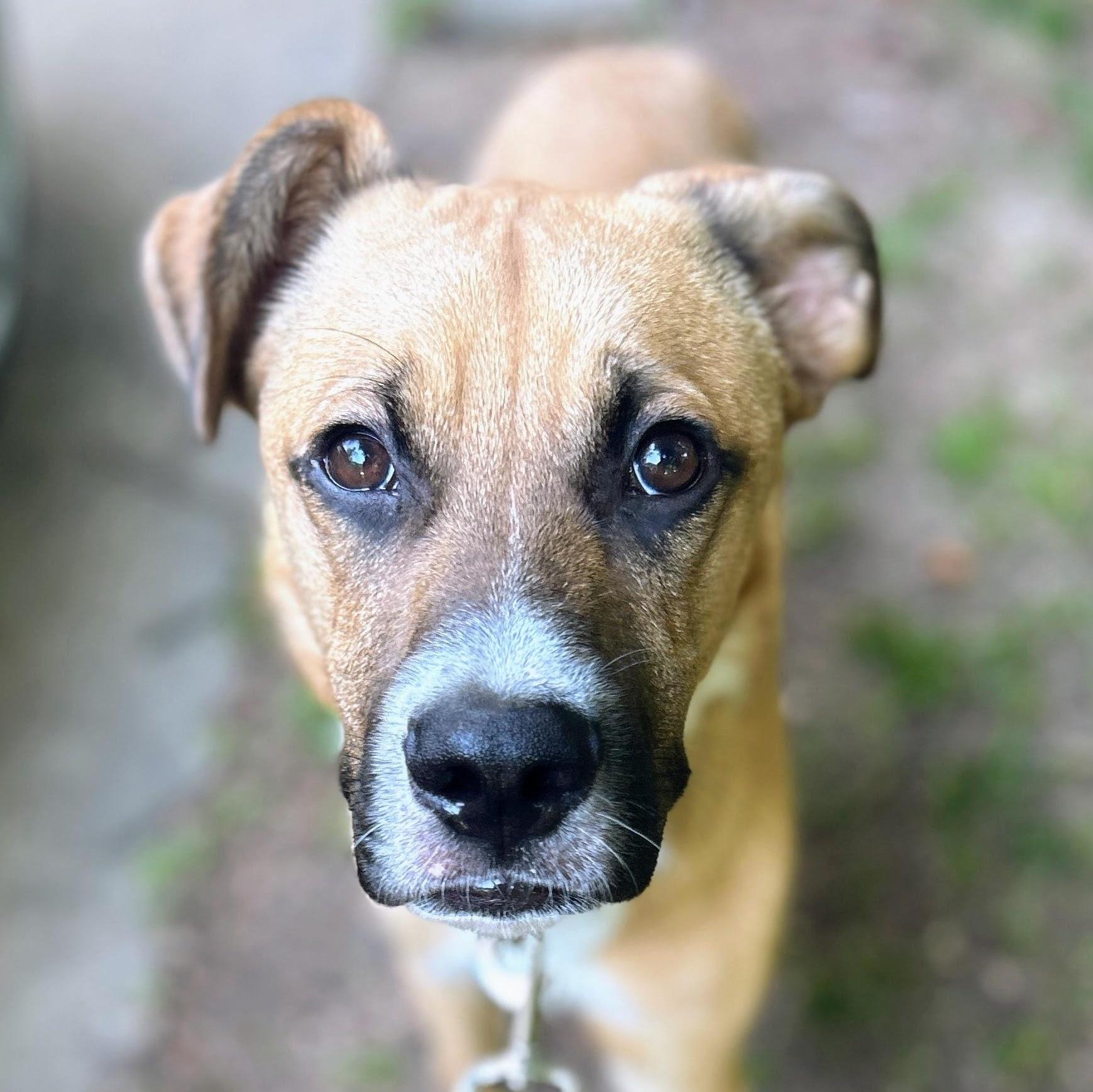 Cerberuscerb thumbnail 5