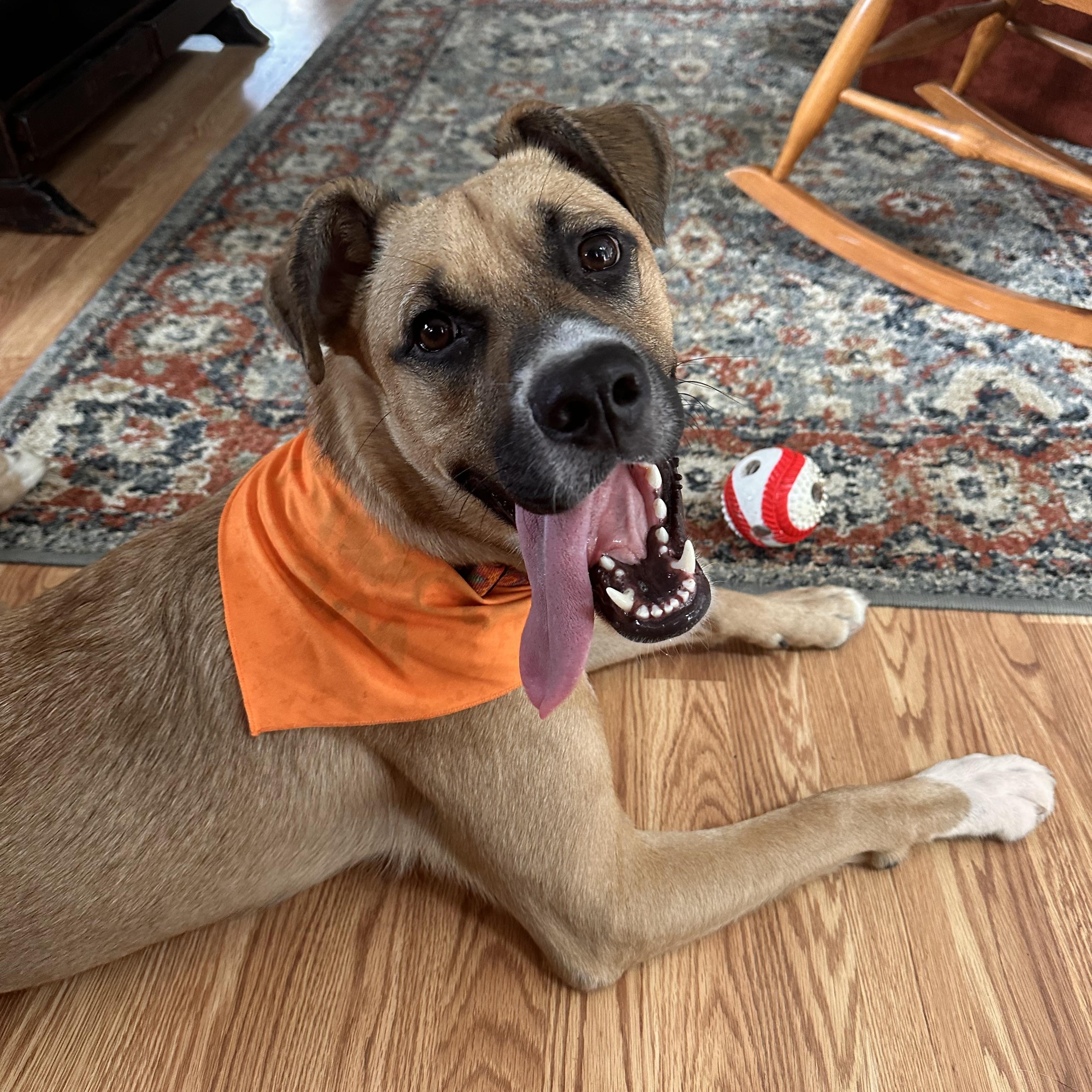 Enlarge Cerberus/Cerb, a Adoptable mixed breed in Apex, NC image 2/5