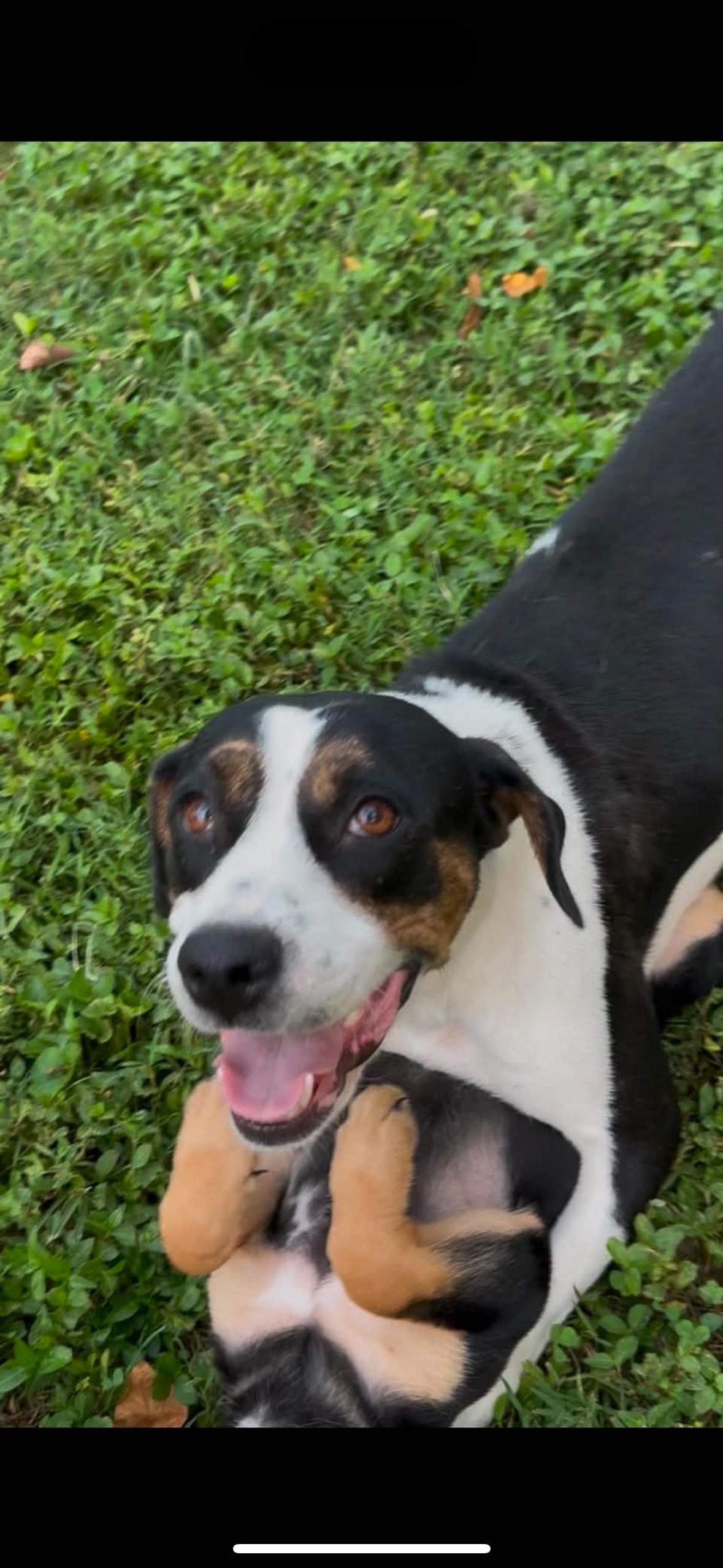 Enlarge Cookie, a Adoptable mixed breed in Marengo, IL image 5/6