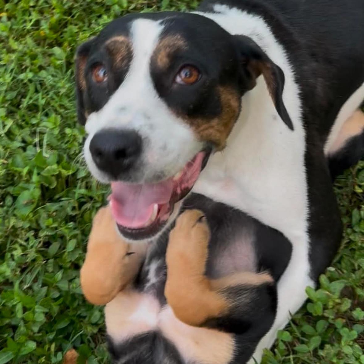 Enlarge Cookie, a Adoptable mixed breed in Marengo, IL image 4/6