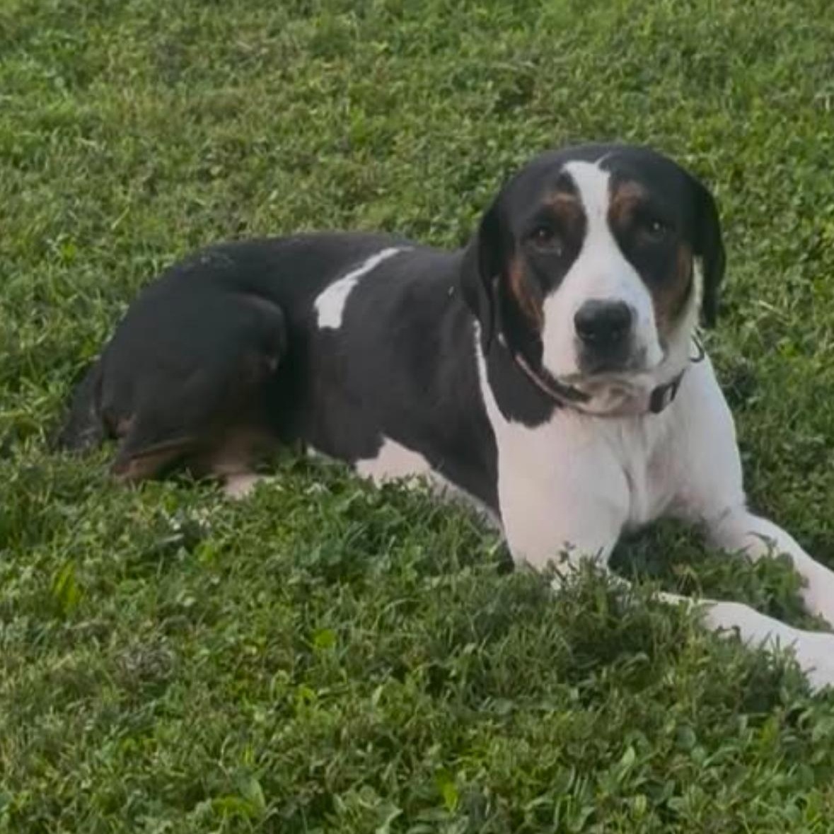Enlarge Cookie, a Adoptable mixed breed in Marengo, IL image 2/6
