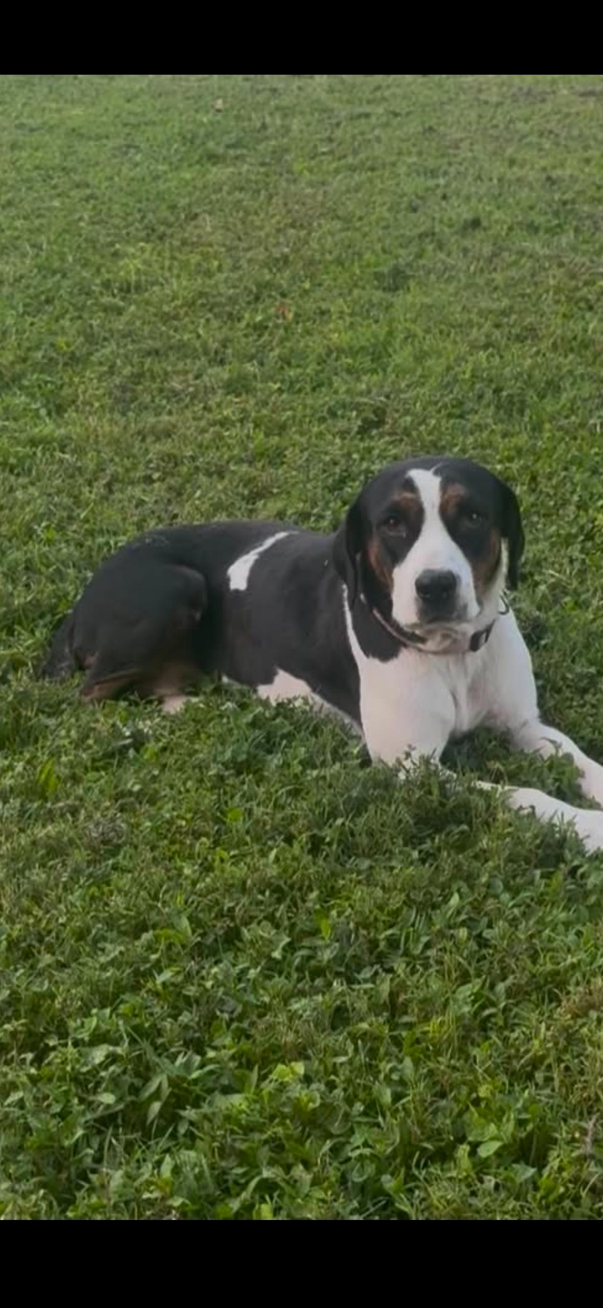 Enlarge Cookie, a Adoptable mixed breed in Marengo, IL image 4/6