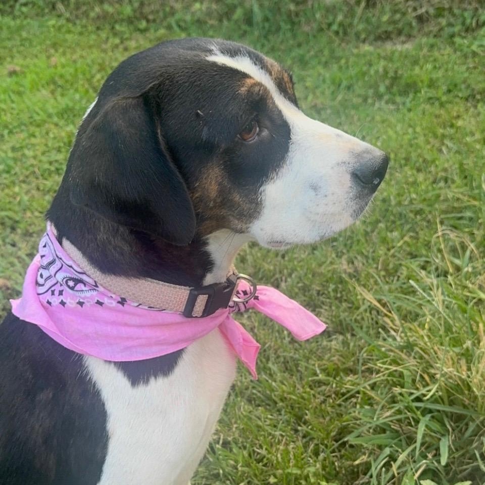 Enlarge Cookie, a Adoptable mixed breed in Marengo, IL image 3/6