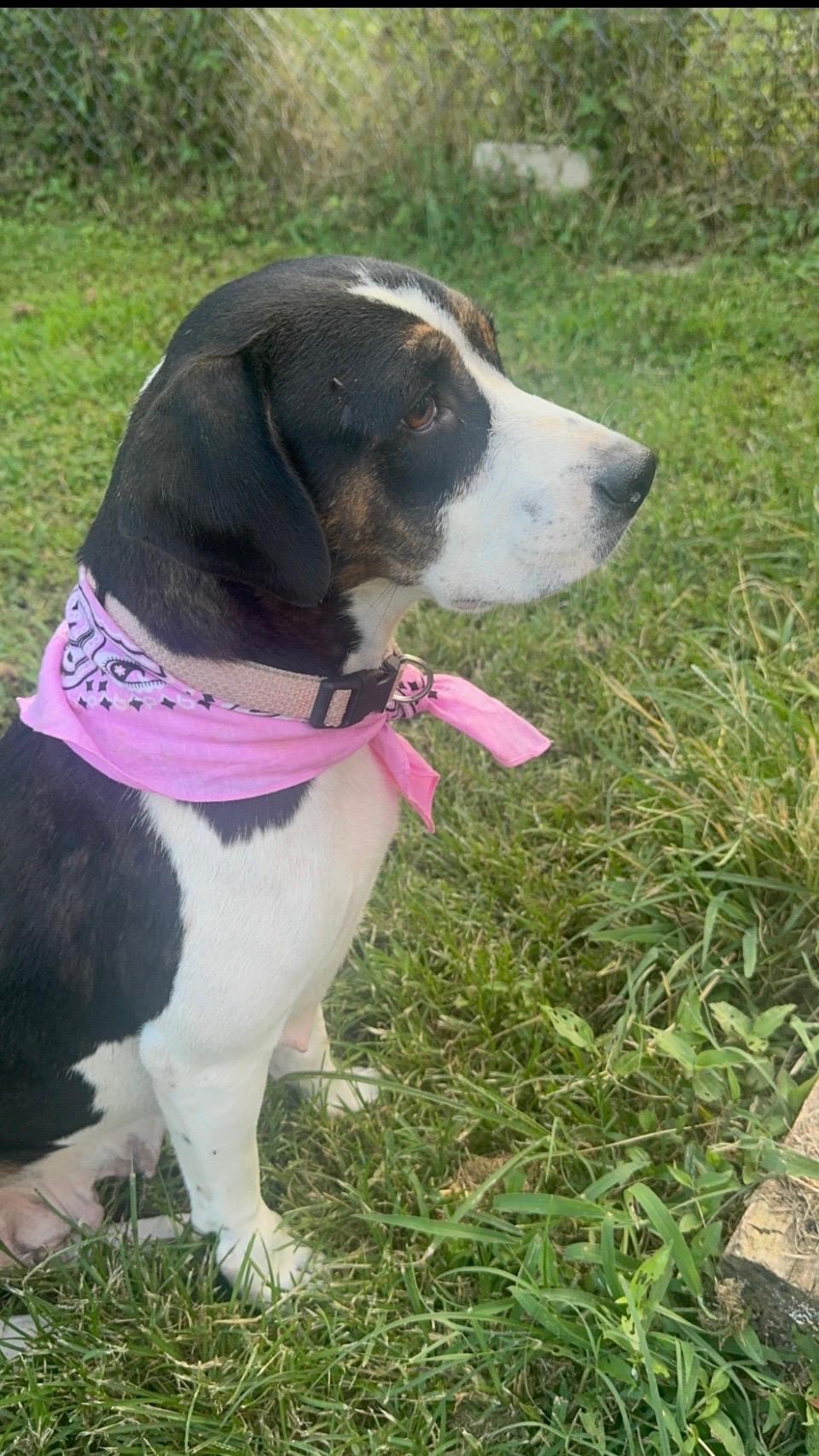 Enlarge Cookie, a Adoptable mixed breed in Marengo, IL image 2/6