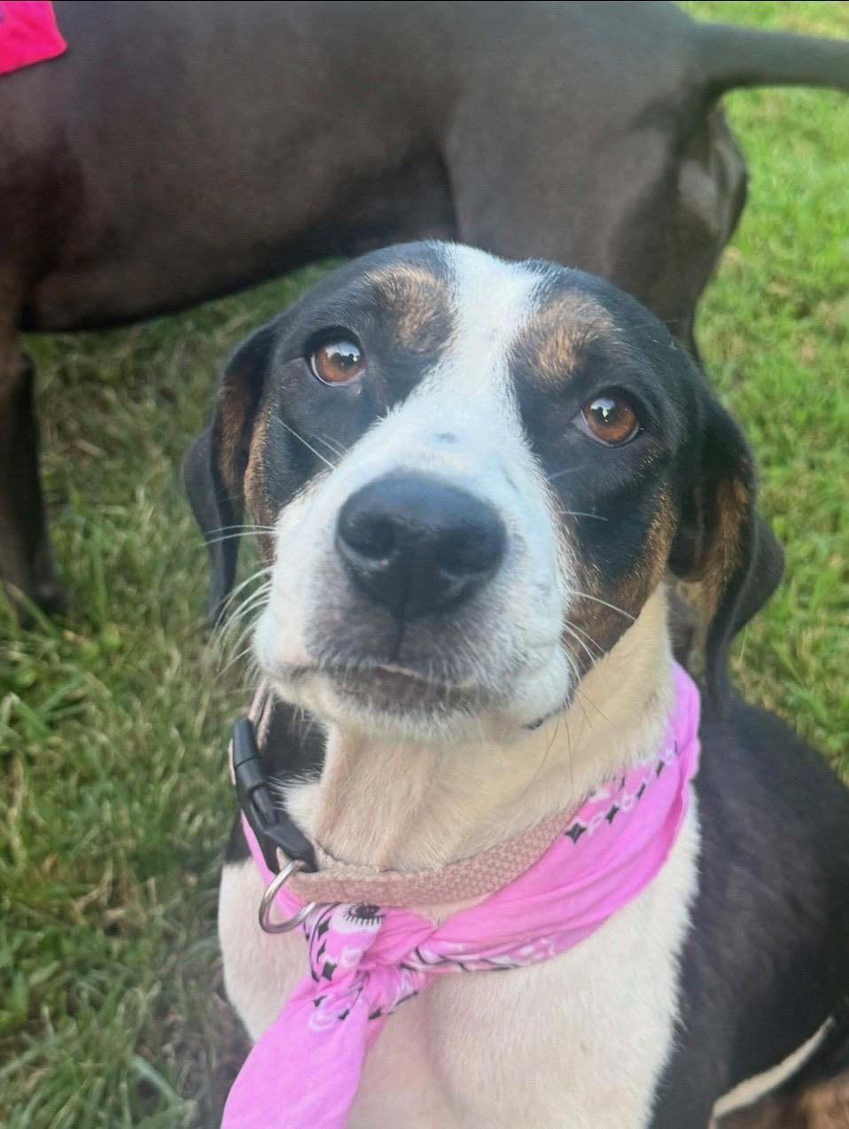 Cookie, Adoptable, Young Female Australian Shepherd & Australian Cattle Dog / Blue Heeler.