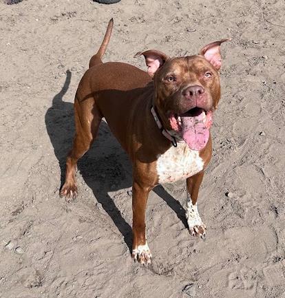 Chunk, Adoptable, Adult Male Mixed Breed & Mixed Breed.