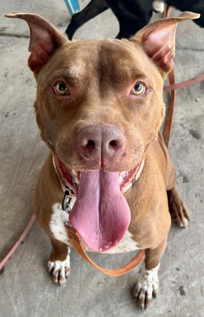 Chunk, a Adoptable mixed breed in Savannah, GA image 1/3