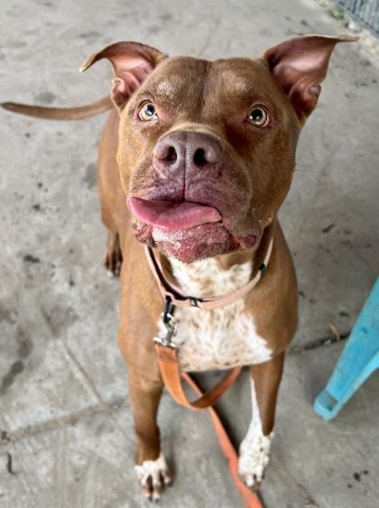 Chunk, a Adoptable mixed breed in Savannah, GA image 3/3