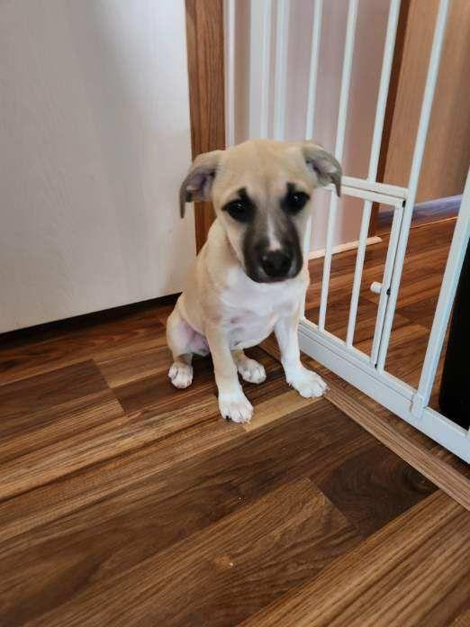 Enlarge Indigo, a ADOPTABLE mixed breed in Yonkers, NY image 2/5