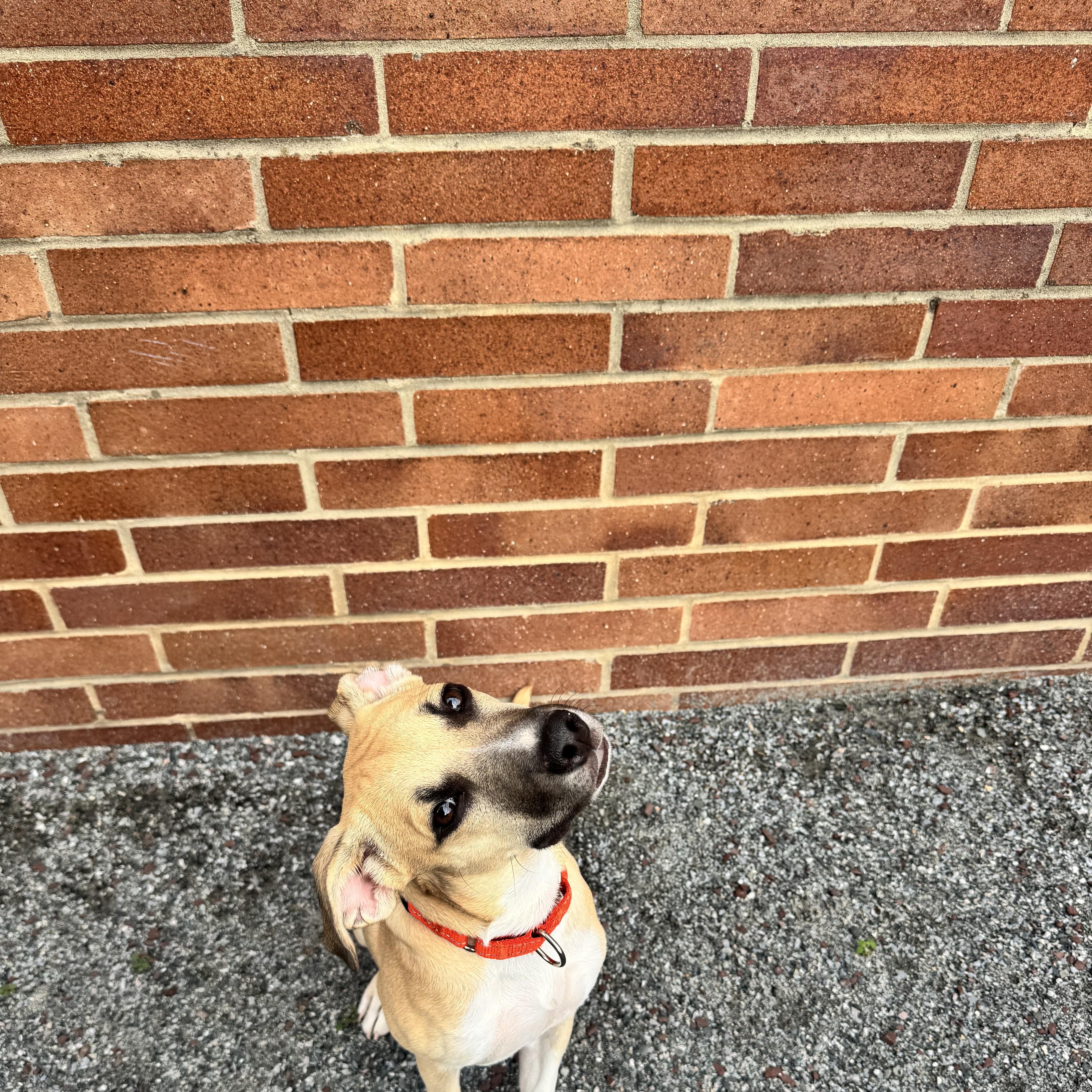 Indigo, a ADOPTABLE mixed breed in Jersey City , NJ image 2/6