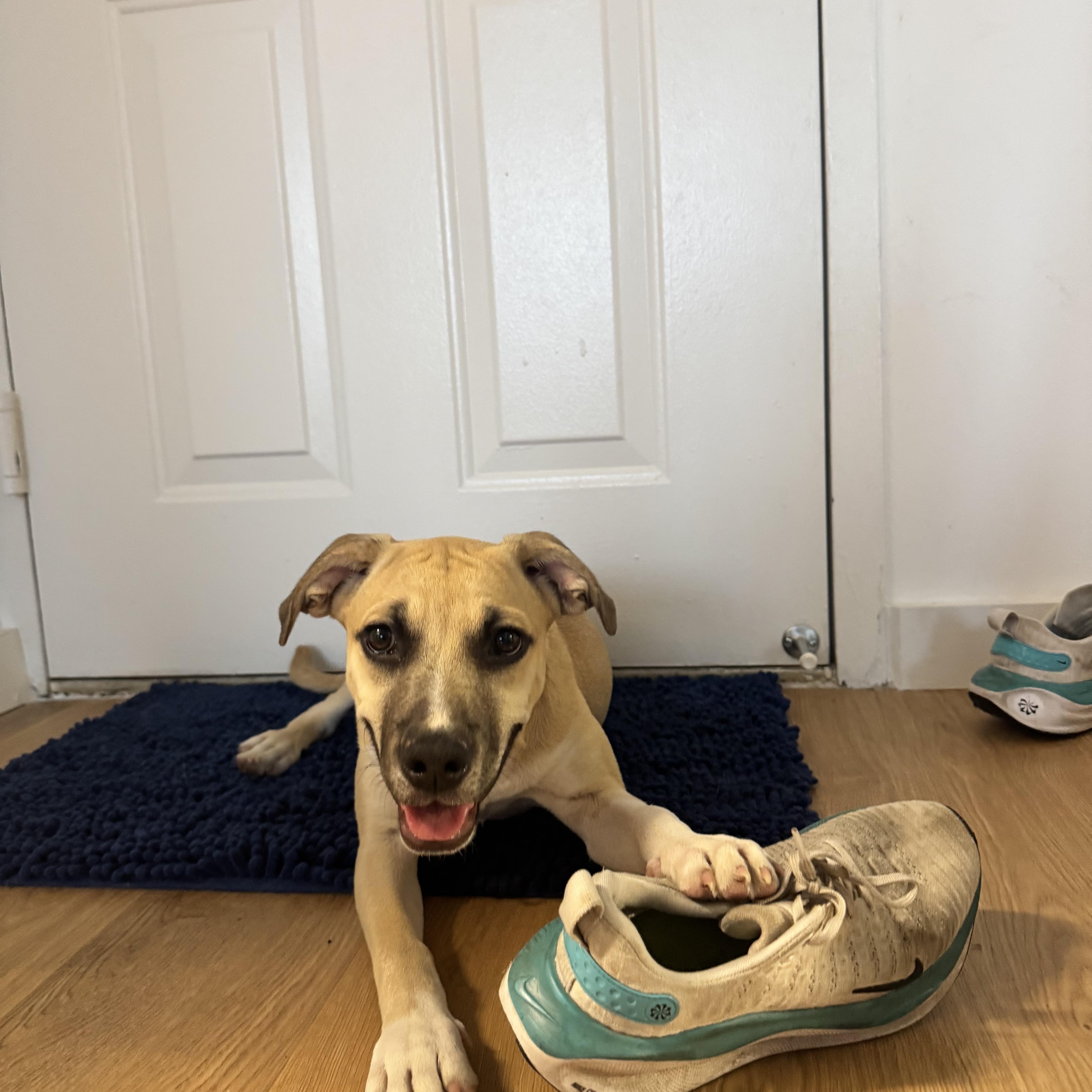 Indigo, a ADOPTABLE mixed breed in Jersey City , NJ image 3/6